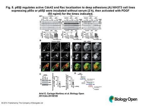 Fig. 8. p85β regulates active Cdc42 and Rac localization to deep adhesions.(A) NIH3T3 cell lines expressing p85α or p85β were incubated without serum (2 h),