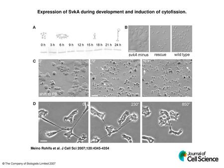 Expression of SvkA during development and induction of cytofission.