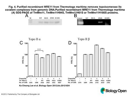 Fig. 4. Purified recombinant MRE11 from Thermotoga maritima removes topoisomerase IIα covalent complexes from genomic DNA.Purified recombinant MRE11 from.