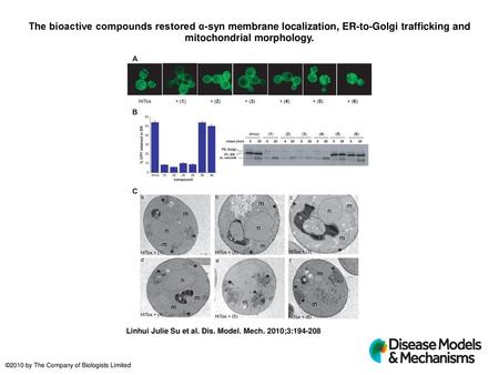 The bioactive compounds restored α-syn membrane localization, ER-to-Golgi trafficking and mitochondrial morphology. The bioactive compounds restored α-syn.