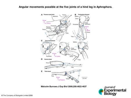 Angular movements possible at the five joints of a hind leg in Aphrophora. Angular movements possible at the five joints of a hind leg in Aphrophora. The.