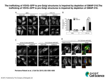 The trafficking of VSVG–GFP to pre‐Golgi structures is impaired by depletion of GMAP‐210.The trafficking of VSVG–GFP to pre‐Golgi structures is impaired.