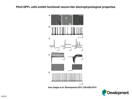 Pitx3-GFP+ cells exhibit functional neuron-like electrophysiological properties. Pitx3-GFP+ cells exhibit functional neuron-like electrophysiological properties.