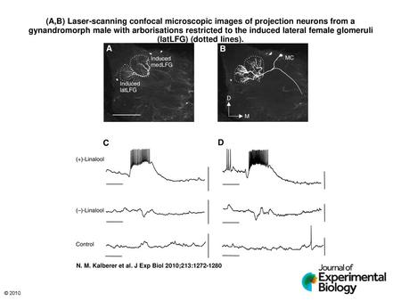 (A,B) Laser-scanning confocal microscopic images of projection neurons from a gynandromorph male with arborisations restricted to the induced lateral female.