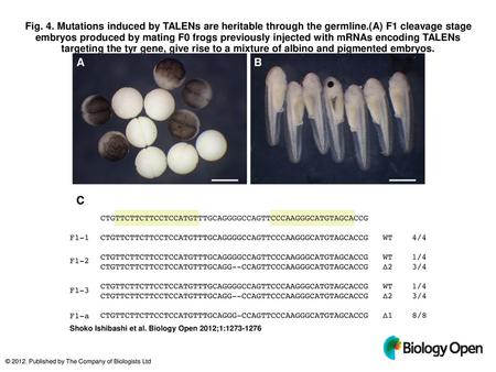 Fig. 4. Mutations induced by TALENs are heritable through the germline