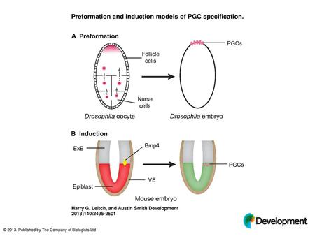 Preformation and induction models of PGC specification.