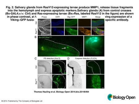 Fig. 2. Salivary glands from RasV12-expressing larvae produce MMP1, release tissue fragments into the hemolymph and express apoptotic markers.Salivary.