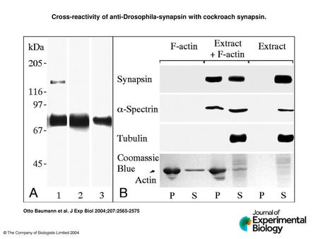 Cross-reactivity of anti-Drosophila-synapsin with cockroach synapsin.