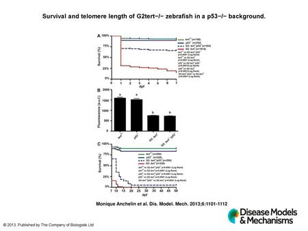 Survival and telomere length of G2tert−/− zebrafish in a p53−/− background. Survival and telomere length of G2tert−/− zebrafish in a p53−/− background.