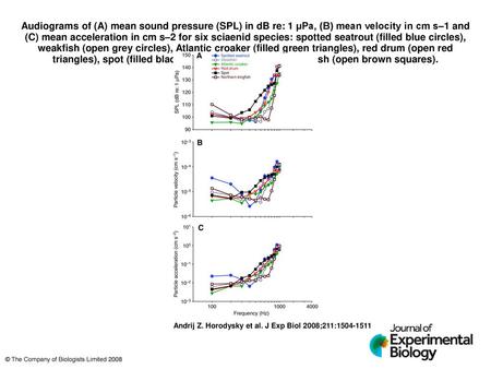 Audiograms of (A) mean sound pressure (SPL) in dB re: 1 μPa, (B) mean velocity in cm s–1 and (C) mean acceleration in cm s–2 for six sciaenid species: