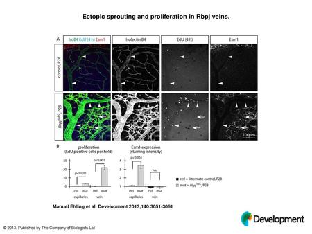 Ectopic sprouting and proliferation in Rbpj veins.