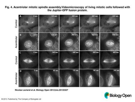 Fig. 4. Acentriolar mitotic spindle assembly