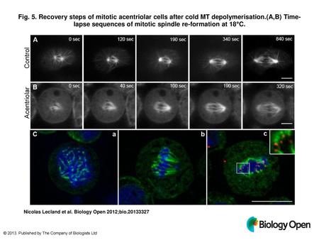 Fig. 5. Recovery steps of mitotic acentriolar cells after cold MT depolymerisation.(A,B) Time-lapse sequences of mitotic spindle re-formation at 18°C.