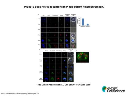 PfSec13 does not co-localize with P. falciparum heterochromatin.