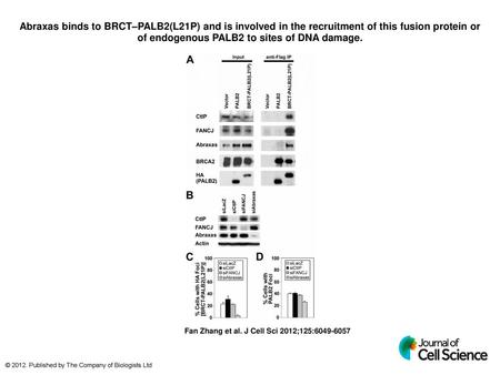 Abraxas binds to BRCT–PALB2(L21P) and is involved in the recruitment of this fusion protein or of endogenous PALB2 to sites of DNA damage. Abraxas binds.