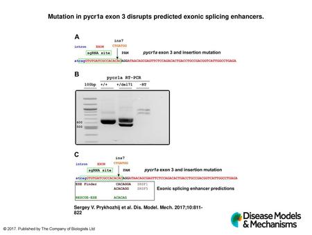 Mutation in pycr1a exon 3 disrupts predicted exonic splicing enhancers