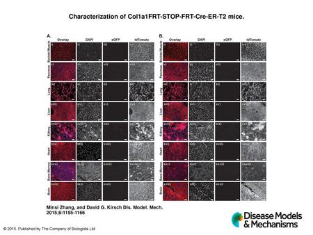 Characterization of Col1a1FRT-STOP-FRT-Cre-ER-T2 mice.