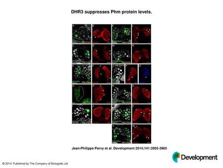 DHR3 suppresses Phm protein levels.