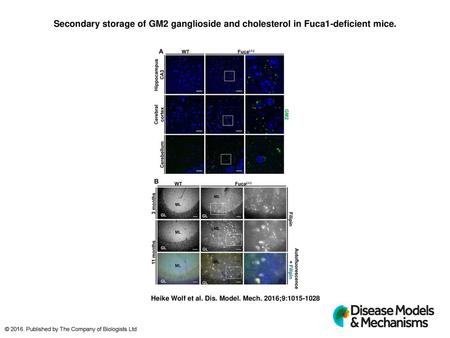 Secondary storage of GM2 ganglioside and cholesterol in Fuca1-deficient mice. Secondary storage of GM2 ganglioside and cholesterol in Fuca1-deficient mice.