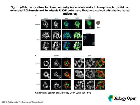 Fig. 1. γ-Tubulin localizes in close proximity to centriole walls in interphase but within an extended PCM meshwork in mitosis.U2OS cells were fixed and.