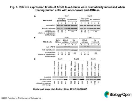 Fig. 3. Relative expression levels of ASNS to α-tubulin were dramatically increased when treating human cells with nocodazole and ASNase. Relative expression.