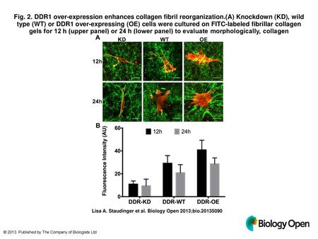 Fig. 2. DDR1 over-expression enhances collagen fibril reorganization