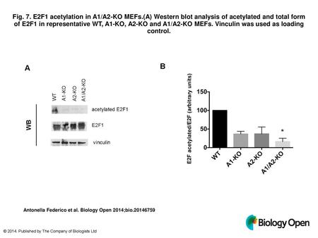 Fig. 7. E2F1 acetylation in A1/A2-KO MEFs