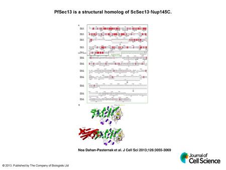 PfSec13 is a structural homolog of ScSec13·Nup145C.