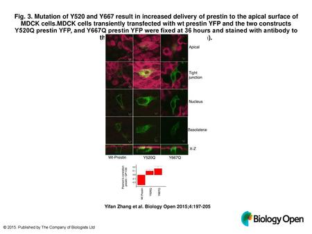 Fig. 3. Mutation of Y520 and Y667 result in increased delivery of prestin to the apical surface of MDCK cells.MDCK cells transiently transfected with wt.