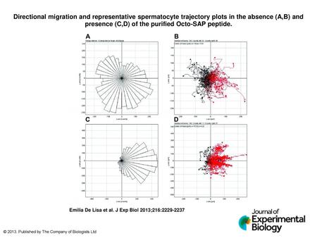 Directional migration and representative spermatocyte trajectory plots in the absence (A,B) and presence (C,D) of the purified Octo-SAP peptide. Directional.