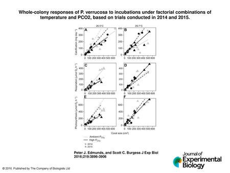 Whole-colony responses of P