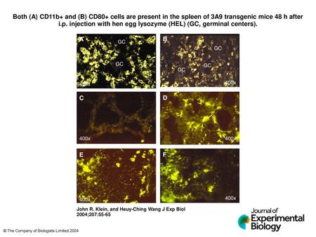 Both (A) CD11b+ and (B) CD80+ cells are present in the spleen of 3A9 transgenic mice 48 h after i.p. injection with hen egg lysozyme (HEL) (GC, germinal.