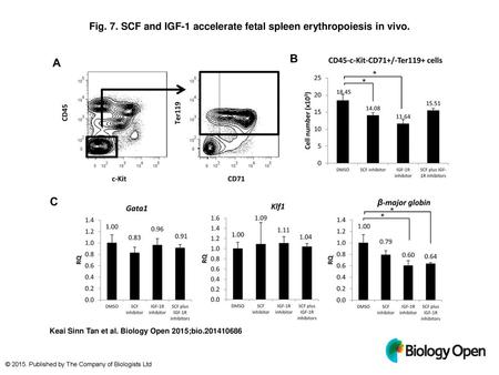 Fig. 7. SCF and IGF-1 accelerate fetal spleen erythropoiesis in vivo.