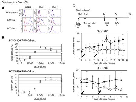 C A B * * * * HCC1954 HCC1569 Supplementary-Figure S5 Tumor cells sc.