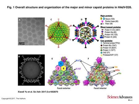 Fig. 1 Overall structure and organization of the major and minor capsid proteins in HAdV-D26. Overall structure and organization of the major and minor.