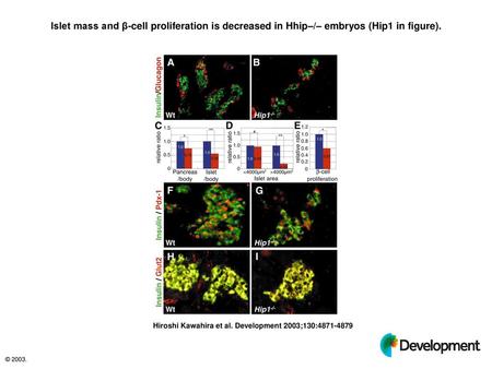 Islet mass and β-cell proliferation is decreased in Hhip–/– embryos (Hip1 in figure). Islet mass and β-cell proliferation is decreased in Hhip–/– embryos.