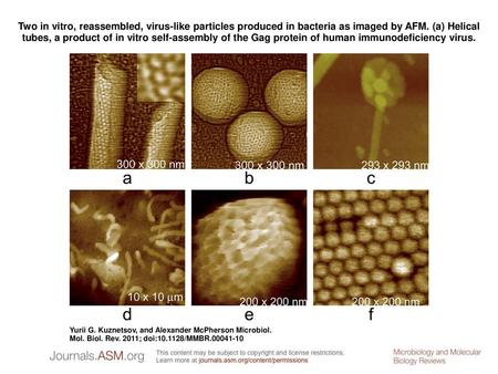 Two in vitro, reassembled, virus-like particles produced in bacteria as imaged by AFM. (a) Helical tubes, a product of in vitro self-assembly of the Gag.