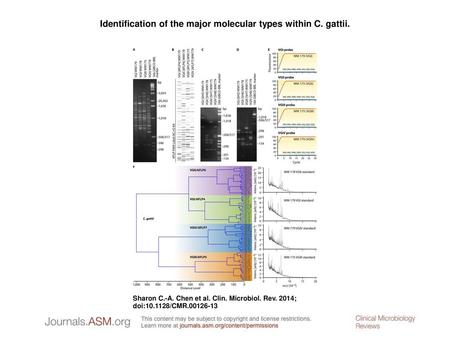 Identification of the major molecular types within C. gattii.