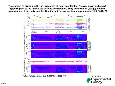 Time series of diving depth, the three axes of head acceleration (heave, surge and sway), spectrogram of the three axes of head acceleration, body acceleration.