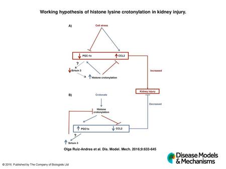 Working hypothesis of histone lysine crotonylation in kidney injury.