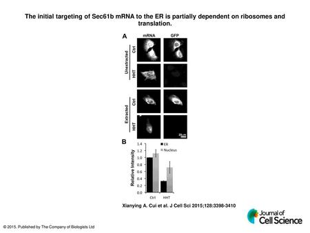 The initial targeting of Sec61b mRNA to the ER is partially dependent on ribosomes and translation. The initial targeting of Sec61b mRNA to the ER is partially.