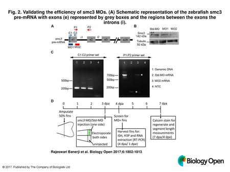 Fig. 2. Validating the efficiency of smc3 MOs