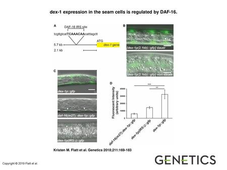 dex-1 expression in the seam cells is regulated by DAF-16.