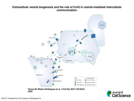 Extracellular vesicle biogenesis and the role of Cx43 in vesicle-mediated intercellular communication. Extracellular vesicle biogenesis and the role of.