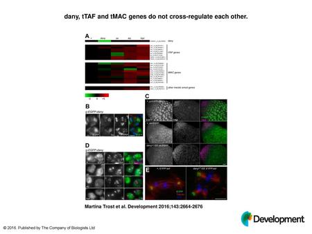 dany, tTAF and tMAC genes do not cross-regulate each other.