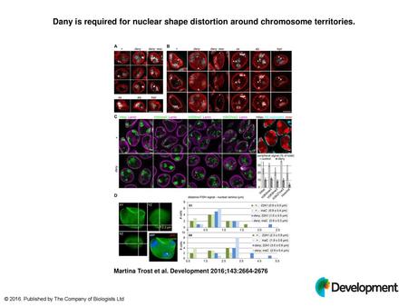 Dany is required for nuclear shape distortion around chromosome territories. Dany is required for nuclear shape distortion around chromosome territories.