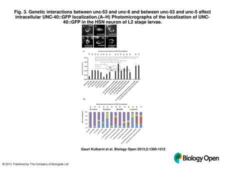 Fig. 3. Genetic interactions between unc-53 and unc-6 and between unc-53 and unc-5 affect intracellular UNC-40::GFP localization.(A–H) Photomicrographs.