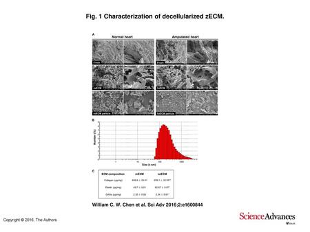 Fig. 1 Characterization of decellularized zECM.