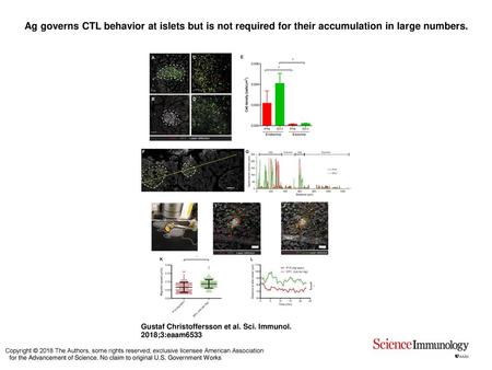 Ag governs CTL behavior at islets but is not required for their accumulation in large numbers. Ag governs CTL behavior at islets but is not required for.