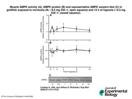 Muscle AMPK activity (A), AMPK protein (B) and representative AMPK western blot (C) in goldfish exposed to normoxia (N; ∼9.5 mg O2l–1; open squares) and.